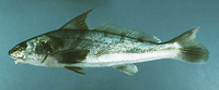 Menticirrhus saxatilis, Northern kingcroaker: fisheries, gamefish