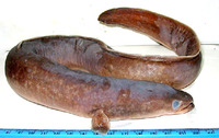 Anguilla bengalensis bengalensis, Indian mottled eel: fisheries, aquaculture, gamefish