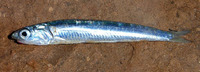 Engraulis australis, Australian anchovy: fisheries, bait