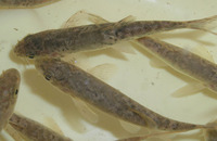 Barbus haasi, : fisheries, gamefish
