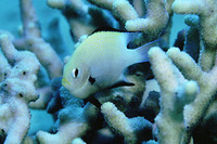 Dascyllus marginatus, Marginate dascyllus: aquarium