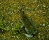Image of: Lepus americanus (snowshoe hare)