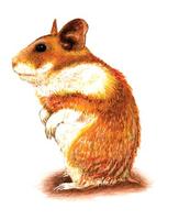 Image of: Mesocricetus auratus (golden hamster)