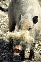 Sus barbatus - Bearded Pig