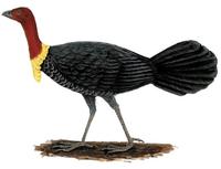 Image of: Alectura lathami (brush turkey)
