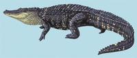 Image of: Alligator mississippiensis (American alligator)