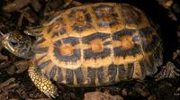 Image of: Pyxis planicauda (flat-shelled spider tortoise)