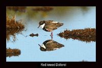 Red kneed Dotterel