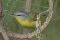 Gray-hooded Warbler - Seicercus xanthoschistos