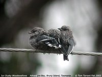 Dusky Woodswallow - Artamus cyanopterus