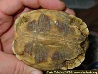 Madagascar Ploughshare Tortoise, Geochelone yniphora