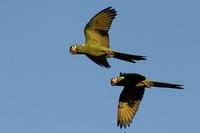 Golden-collared  macaw   -   Ara  auricollis   -   Ara  dal  collare  d'oro