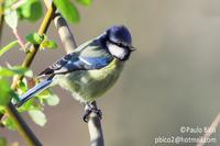 Chapim Azul - Parus caeruleus - Blue Tit