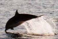 Common Dolphin Jumping Emmalee Tarry