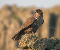Faucon      gerfaut (Falco       rusticolus)