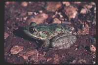 : Rana ridibunda; Marsh Frog
