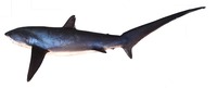 : Alopias pelagicus; Smalltooth Pelagic Thresher Shark