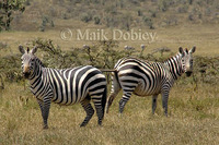 : Equus burchellii bohmi; Bohm's Zebra