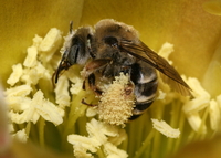 : Diadasia rinconis; Cactus Bee