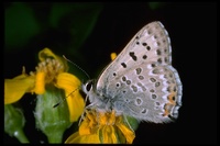 : Gaeides editha; Edith's copper butterfly