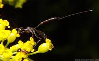 : Gasteruption sp.; Gasteruptid Wasp;