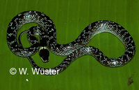 : Lycodon capucinus; Wolf Snake