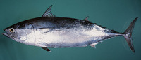Auxis thazard thazard, Frigate tuna: fisheries, gamefish
