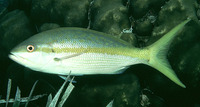 Ocyurus chrysurus, Yellowtail snapper: fisheries, aquaculture, gamefish, aquarium