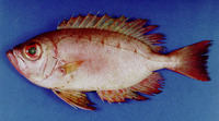 Priacanthus macracanthus, Red bigeye: fisheries