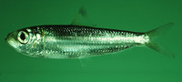 Herklotsichthys lossei, Gulf herring: fisheries