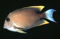 Ctenochaetus tominiensis, Tomini surgeonfish: aquarium
