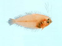Brachypleura novaezeelandiae, Yellow-dabbled flounder: fisheries