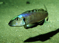 Xenotilapia melanogenys, : aquarium