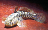 Zosterisessor ophiocephalus, Grass goby: fisheries