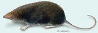 Image of: Episoriculus caudatus (Hodgson's brown-toothed shrew)