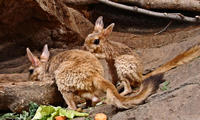 Image of: Pedetes capensis (spring hare)