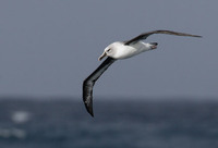 Gray-headed Albatross (Thalassarche chrysostoma) photo