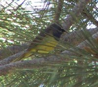 MacGillivray's Warbler - Oporornis tolmiei