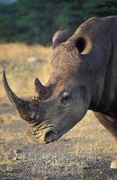 ...White rhinoceros ( Ceratotherium simum ) , Cecil Kop Nature Reserve , Mutare , Eastern Highlands