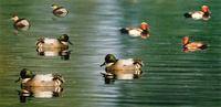 Little Grebe, Falcated Teal, Red-crested Pochard (Photo: L. Gooch)