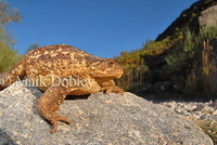 : Bufo bufo spinolosus; Mediterranean Toad