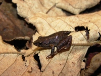 : Ischnocnema guentheri; Guenther's Frog