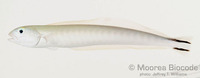 : Malacanthus brevirostris
