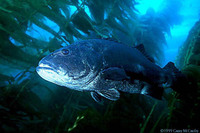 : Stereolepis gigas; Giant Sea Bass