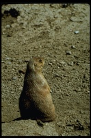 : Cynomys sp.; Prairie Dog