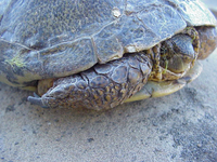 : Clemmys marmorata marmorata; Northwestern Pond Turtle