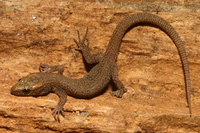 : Xantusia sierrae; Sierra Night Lizard