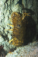 : Parribacus antarcticus; Brown Slipper Lobster