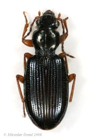 Sinechostictus millerianus