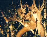 photograph of bushbabies